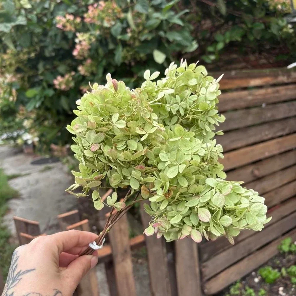 5 Preserved Mini Hydrangea Stems Natural Dried Flower Bouquet Green Pink 7-8